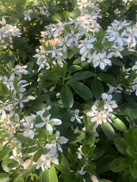 Choisya Ternata - Mexicaanse Oranjebloesem , Glansmispel 25-30 cm in pot
