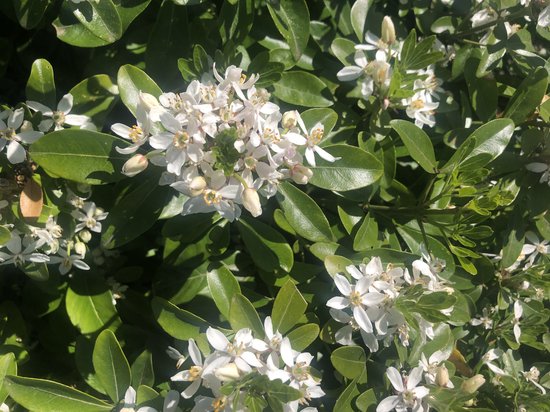 Choisya Ternata - Mexicaanse Oranjebloesem , Glansmispel 40-50 cm in pot