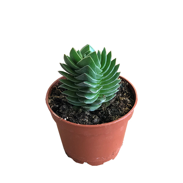Crassula Buddha's Temple - P 6 cm
