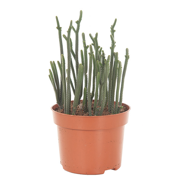 Crassula Harmony in Green - P 11 cm