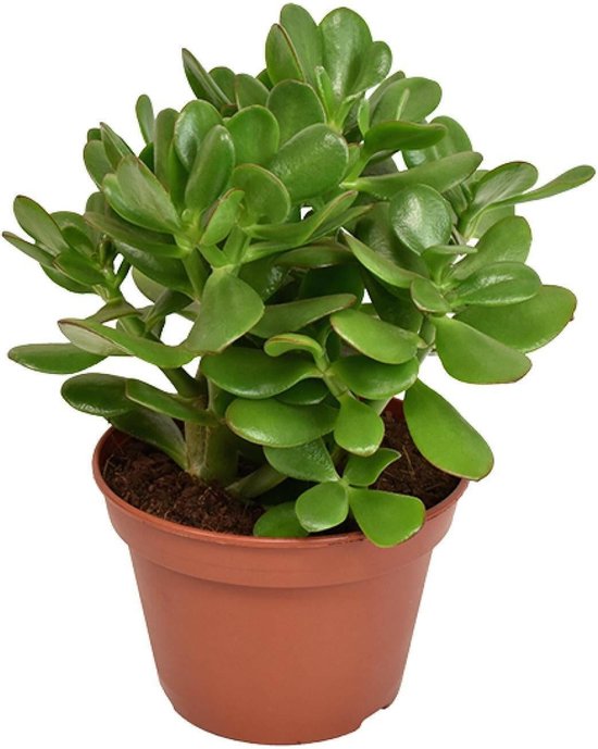 Crassula Ovata – Jadeplant – Groene Kamerplant – Ø12 cm – ↨15 cm – Onderhoudsarm – Luchtzuiverend – Sierplantenshop-kamerplanten