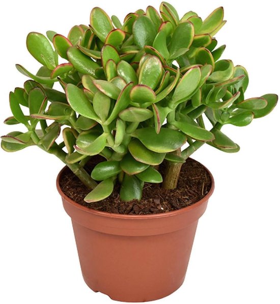 Crassula Ovata Minor - Compacte Jade Plant - ↨15cm -Ø12 Groene Kamerplant -Sierplantenshop