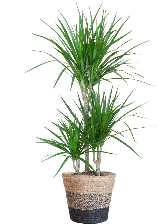 De Drakenbloedboom, Groene Plant, Kamerplant, Plant met pot, Dracaena Marginata met Lissabon mand zwart - 95cm - Ø21