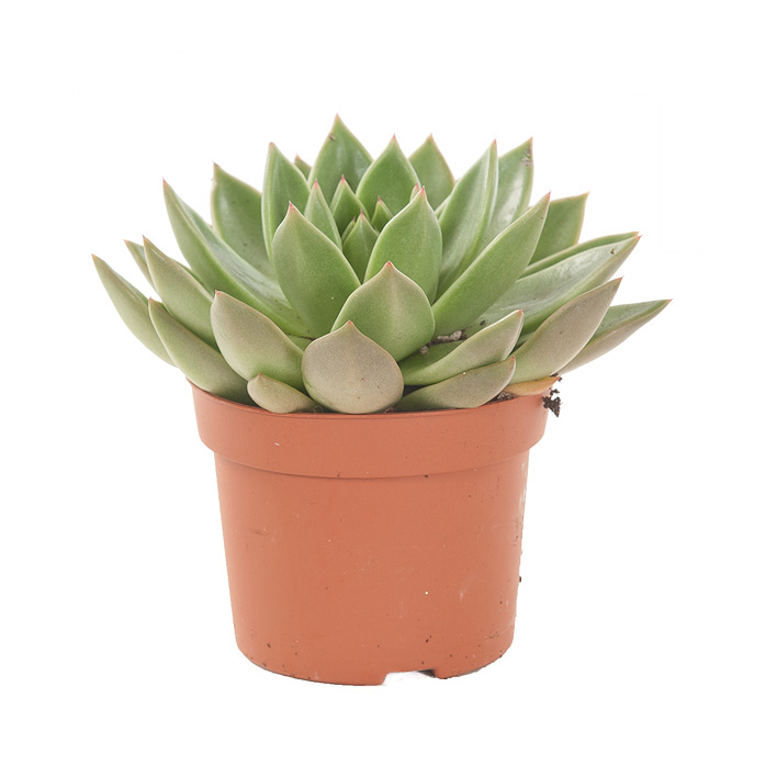 Echeveria Miranda - P 12 cm