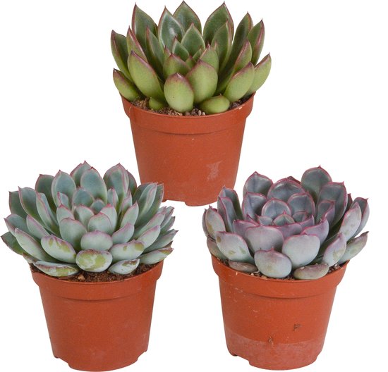 Echeveria mix 8.5 cm - 3x - zonder pot