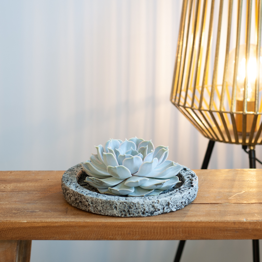 Echeveria Moon Pearl - inclusief Betonpot