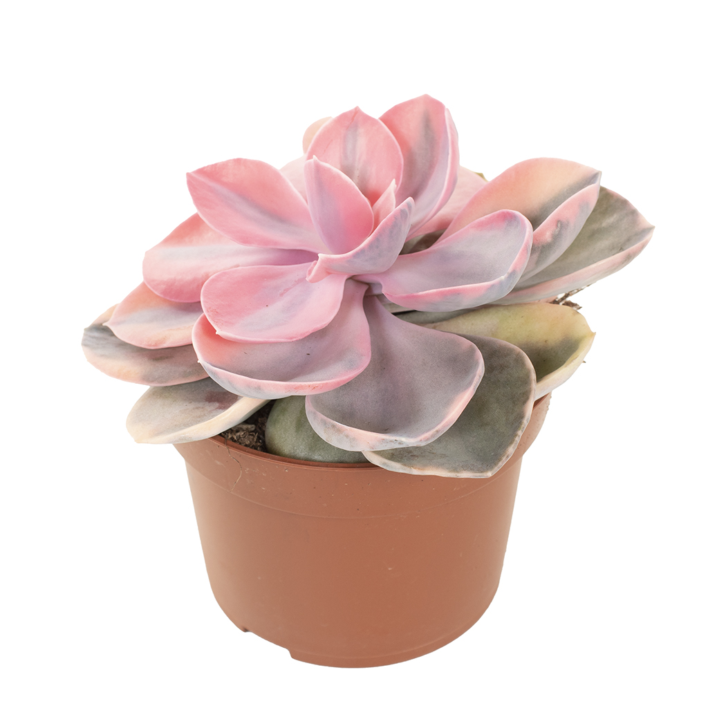 Echeveria Rainbow - P11