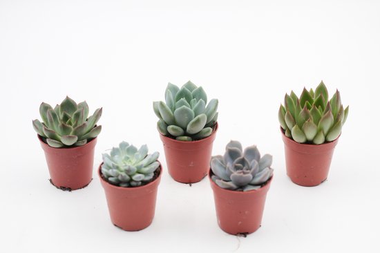 Echeveria | vetplanten mini mix | 6 stuks | 5,5cm pot