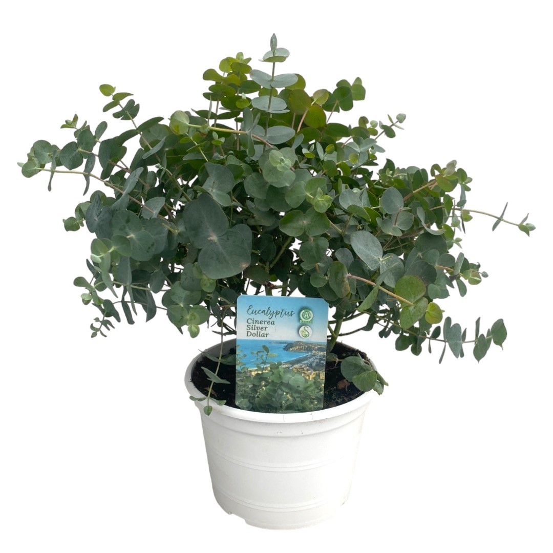 Eucalyptus Cinerea - Gomboom - P17