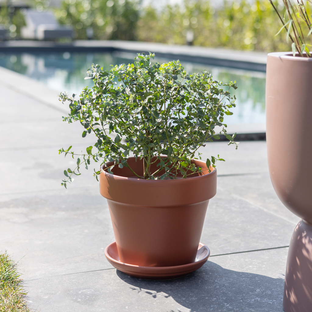 Eucalyptus Gunni - Gomboom - P17