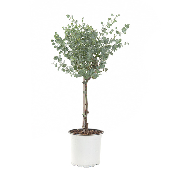 Eucalyptus Gunnii op stam (Gomboom) P 15 cm