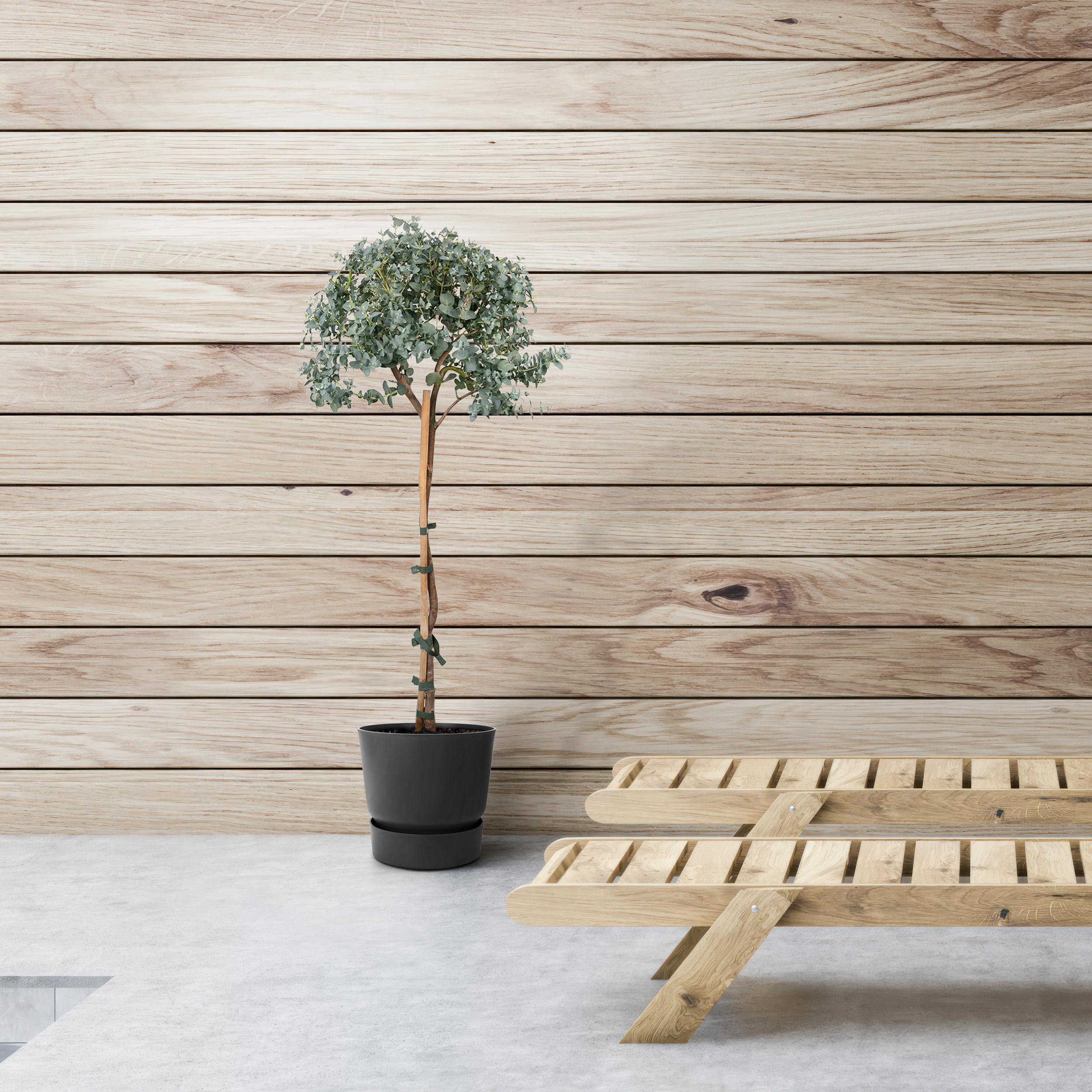 Eucalyptus op stam - Gomboom - P17