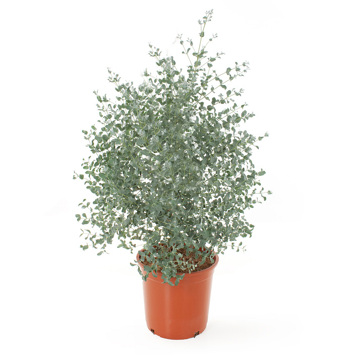 Eucalyptus plant (gomboom) - P 23 cm