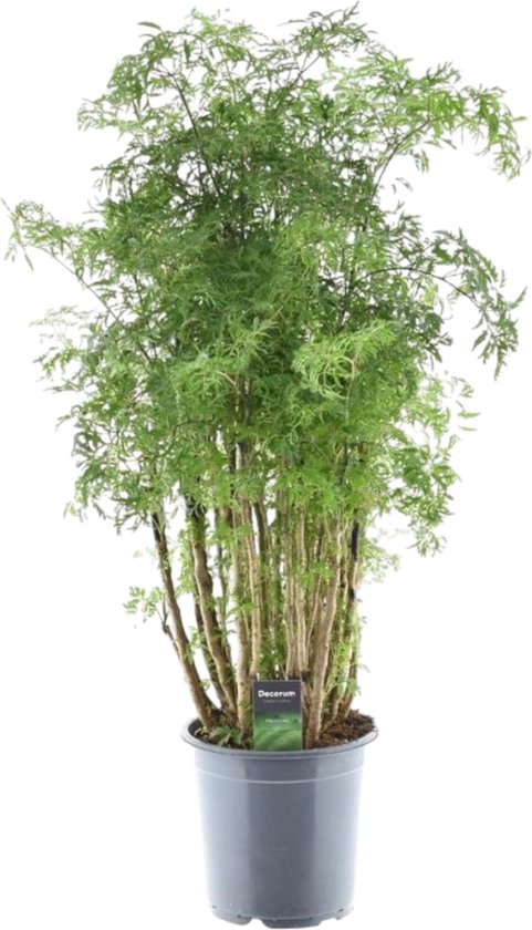 Exotische kamerplant Polyscias Hawaiiana Ming met opvallende Ming-vormige groei, 100 cm hoog, Ø24cm