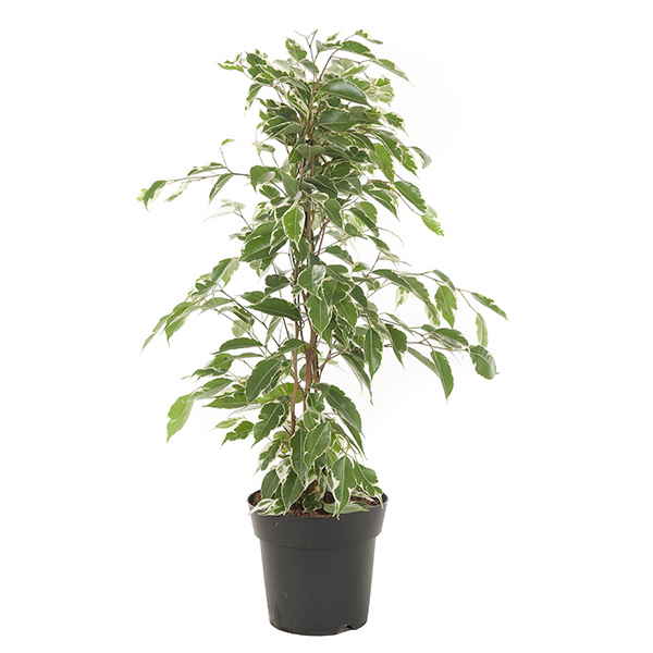 Ficus Benjamina 'Twilight' (Treurvijg) - P 17 cm