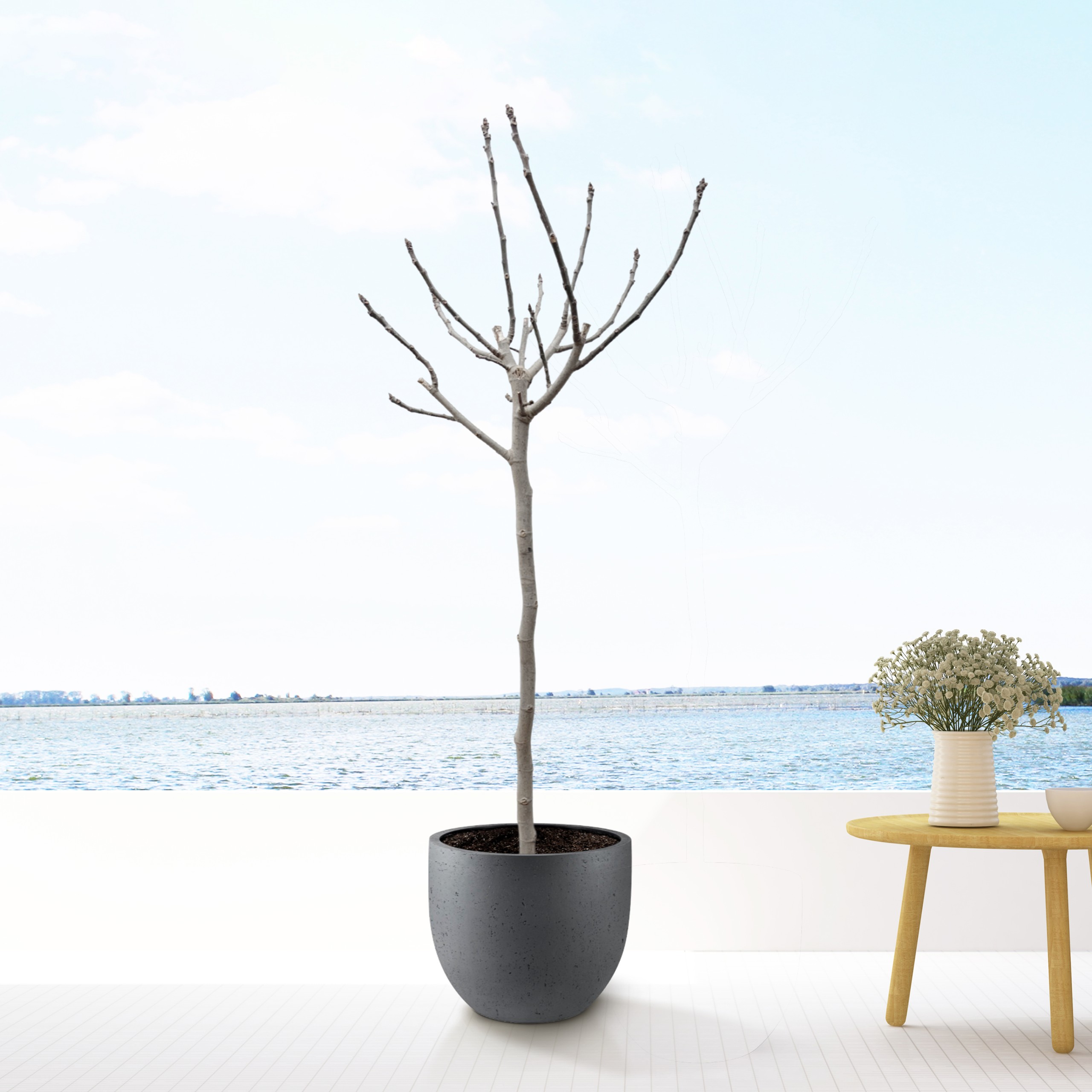 Ficus Carica - Grote Vijgenboom - P30