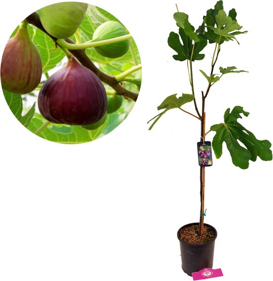 Ficus carica 'Brown Turkey', Vijgenboom, 2 liter pot