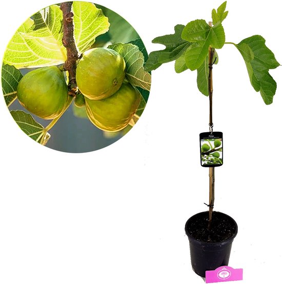 Ficus carica 'Col de Dame Blanch' Vijgenboom, 2 liter pot