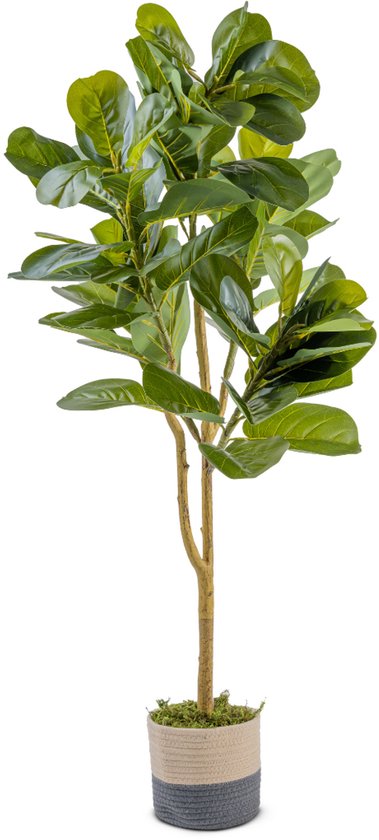Ficus Lyrata 120cm - Ficus Lyrata Kunstplant - Tabaksplant - Ficus - Inclusief Rieten Mandje en Decoratiemos
