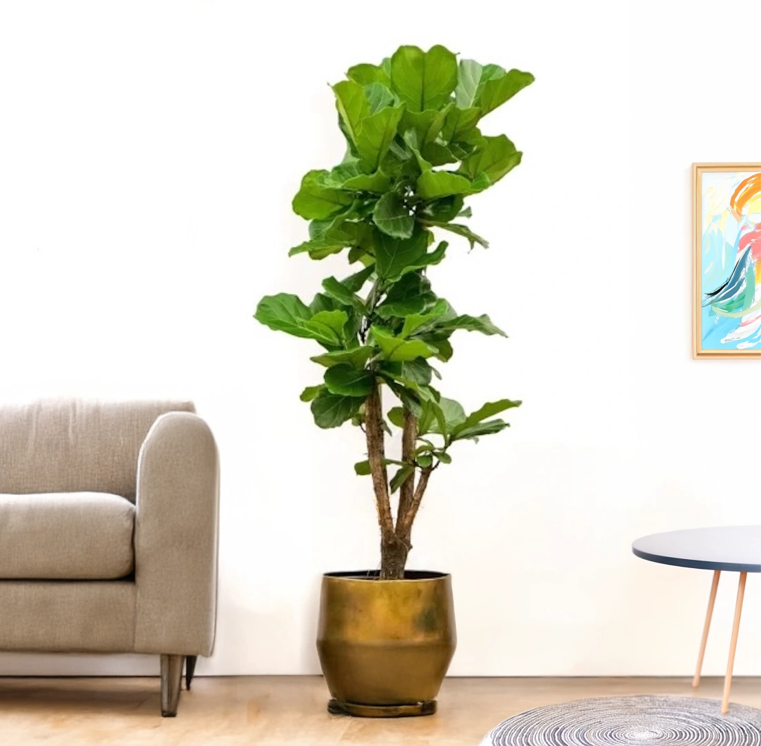 Ficus Lyrata Vertakt - Vioolbladplant - P30