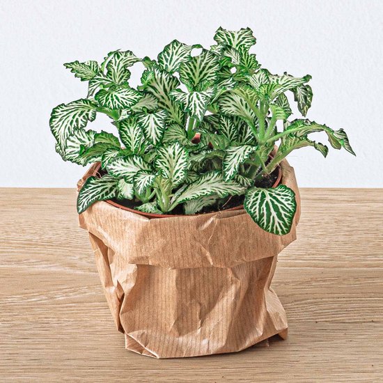 Fittonia Wit - White Tiger - Mozaiekplantje - Terrarium plant - Potmaat 8 -
