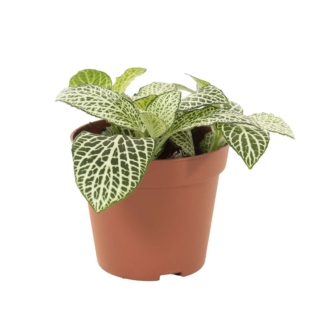 Fittonia wit (Mozaiekplantje) - P 9 cm
