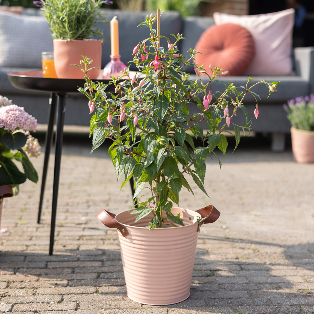 Fuchsia - Bellenplant - P17