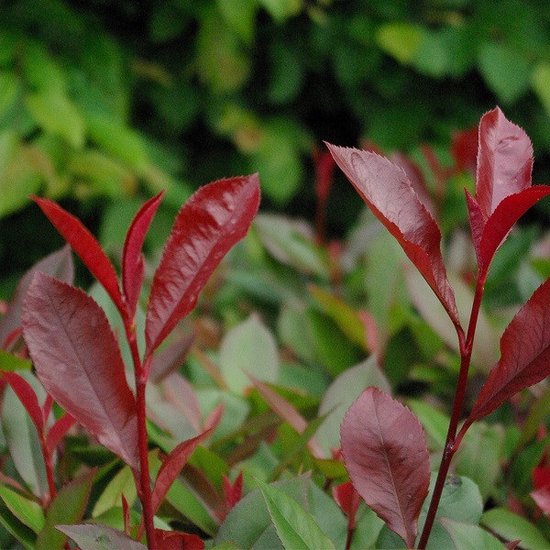 Glansmispel - Photinia fras. 'Carré Rouge' - 80/+ cm 7_5