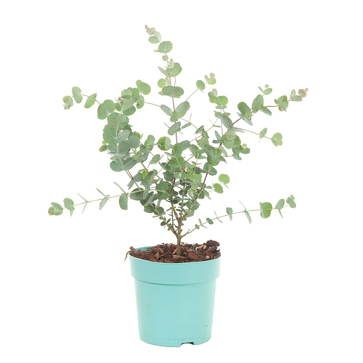 Gomboom - Eucalyptus Gunnii - P15
