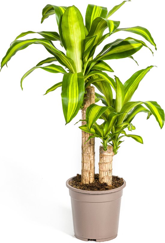 Goudpalm, Drakenbloedboom, Tropische, Groene Kamerplant, Groen Blad met Geelgroene rand, Dracaena Fragrans Massangeana Karussell Ø19cm - 80cm