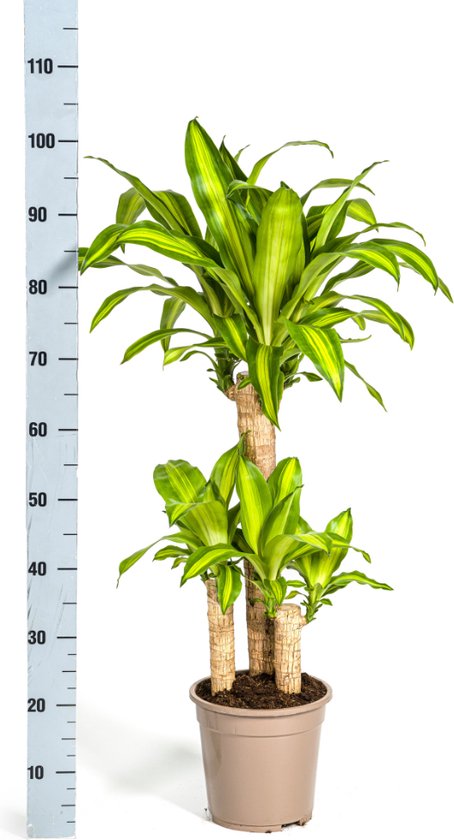 Goudpalm, Drakenbloedboom, Tropische, Groene Kamerplant, Groen Blad met Geelgroene rand, Dracaena Fragrans Massangeana Karussell Ø21cm - 100cm