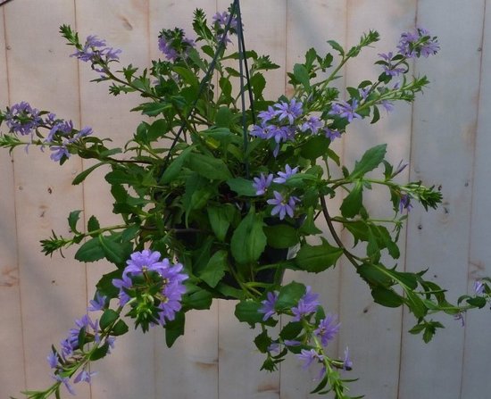 Hangplant Waaierbloem Scaevola