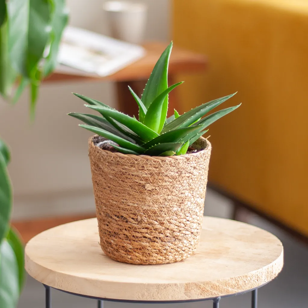 Haworthia West Jogo - Sterplant - P12