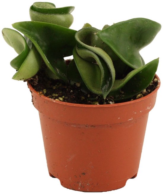 Hoya carnosa 'Compacta' - Hoogte 7cm - Pot 6cm