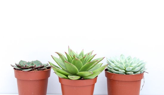 Ikhebeencactus Echeveria vetplant mix 3 stuks 8,5cm pot
