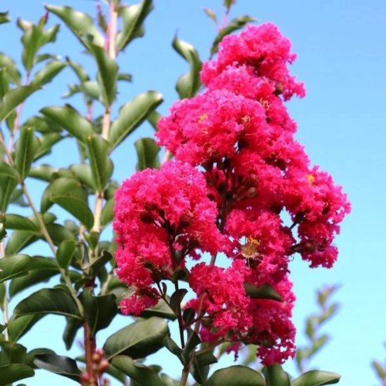 Indische sering - lagerstroemia Tuscarora 60-80 cm in pot