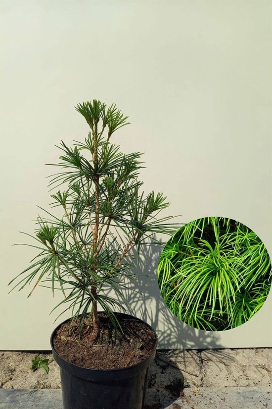 Jonge Japanse Parasolden Boom | Sciadopitys verticillata | 60-80cm hoogte