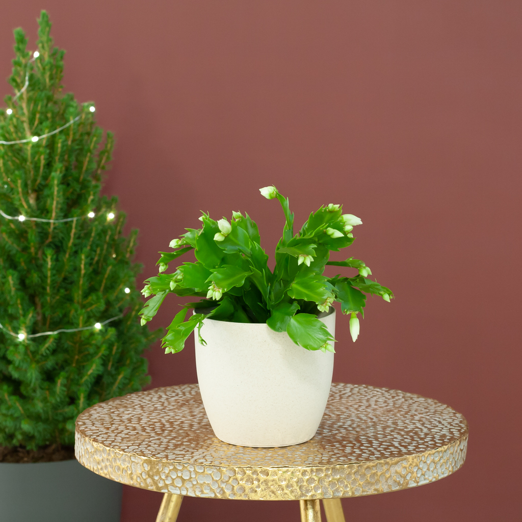 Kerstcactus - Schlumbergera Lidcactus - P12