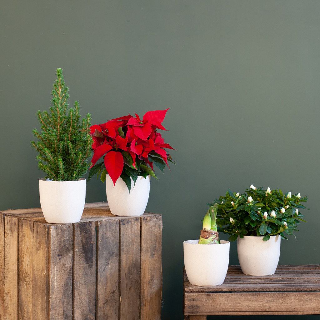 Kerst Plantenbox - 4 stuks