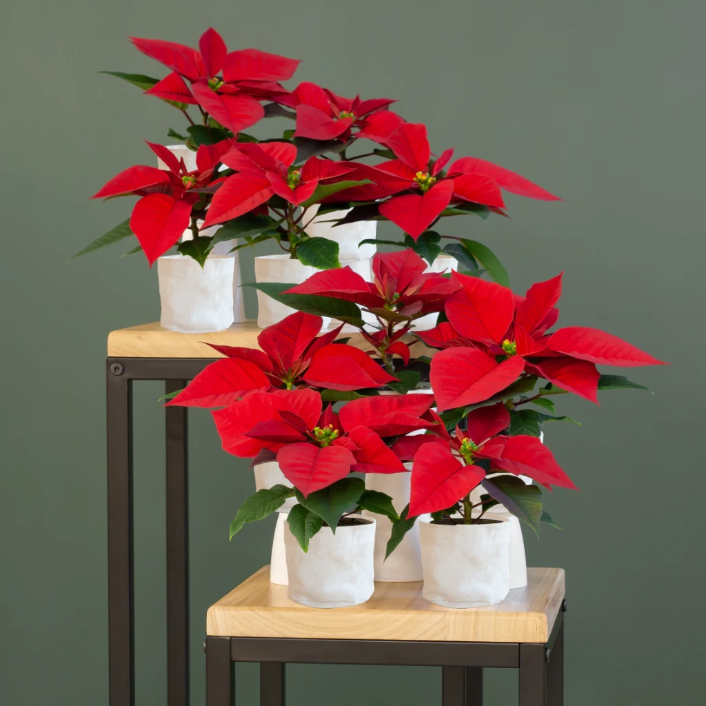 Kerststerren - Mini Poinsettia (10 stuks) - P6