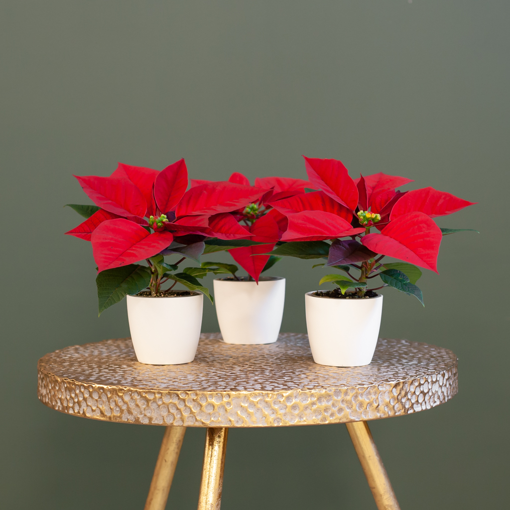 Kerststerren - p6 (3 stuks)