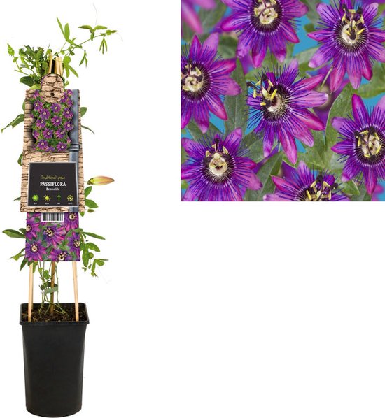 Klimplant Passiflora Beervelde (passiebloem)