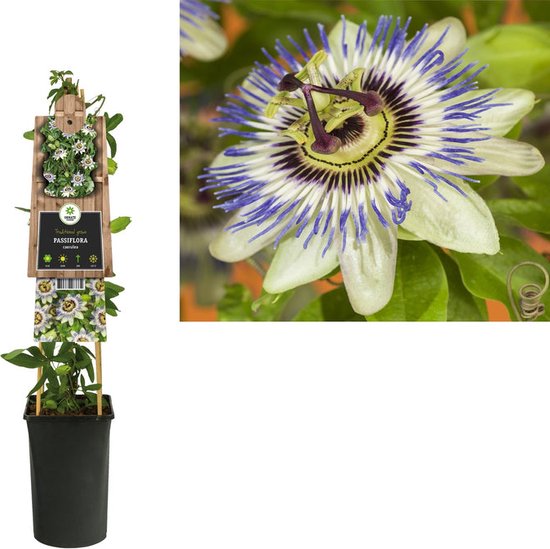 Klimplant Passiflora caerulea (passiebloem)