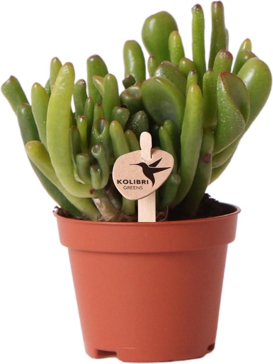 Kolibri Greens | Groene plant - Succulent Crassula Hobbit - potmaat Ø6cm - groene kamerplant - vers van de kweker -