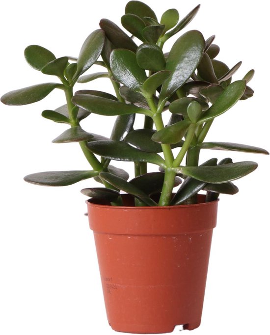 Kolibri Greens | Groene plant - Succulent Crassula Ovata - groene kamerplant - vers van de kweker - Ø9cm -