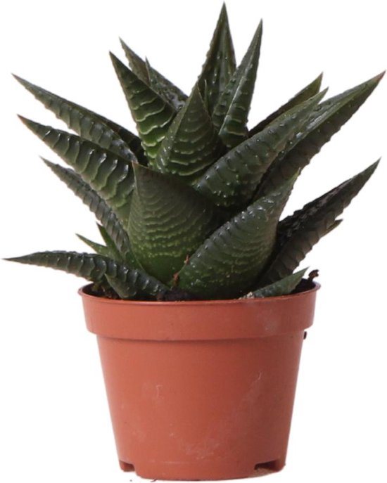 Kolibri Greens | Groene plant - Succulent Haworthia Limifolia - potmaat Ø6cm - groene kamerplant - vers van de kweker -