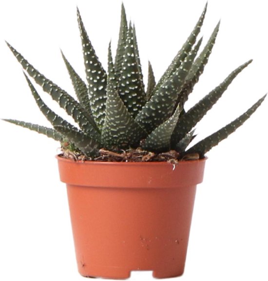 Kolibri Greens | Groene plant - Succulent Haworthia Royal Highnness - potmaat Ø6cm - groene kamerplant - vers van de kweker -
