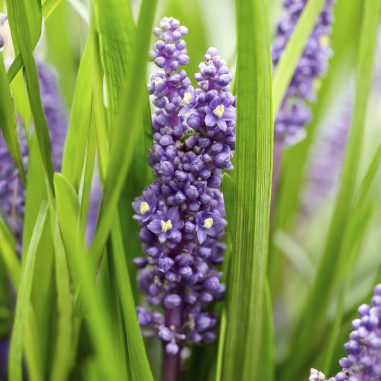 Leliegras Liriope muscari 'Big Blue' x60, frisse bodembedekker
