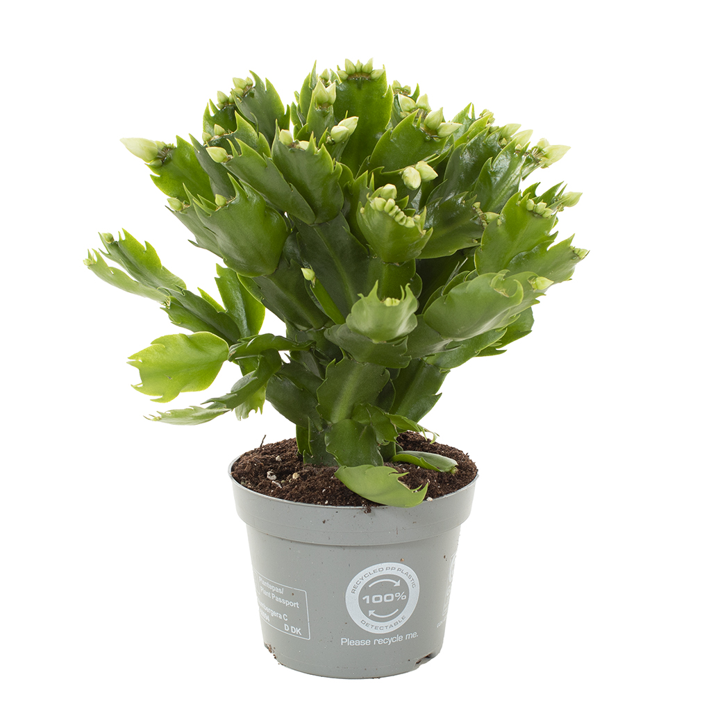 Lidcactus wit (Schlumbergera) - P 12 cm