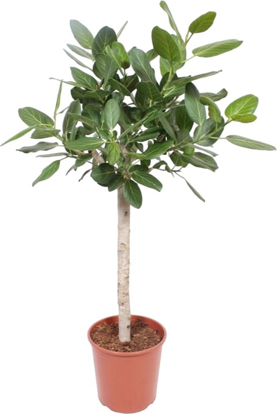 MaatShopXL | Ficus Benghalensis Op Stam - 140 Cm - Ø30
